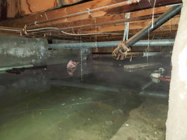 Best Water damage cleanup near me  in Valley Park, MO
